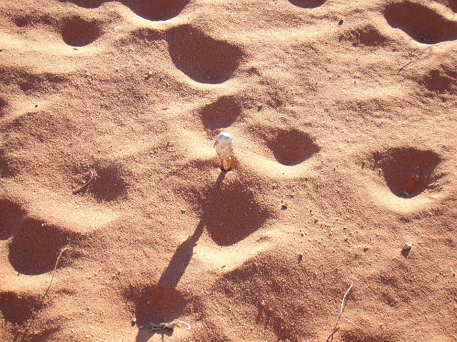 Wadi Rum (12).JPG
